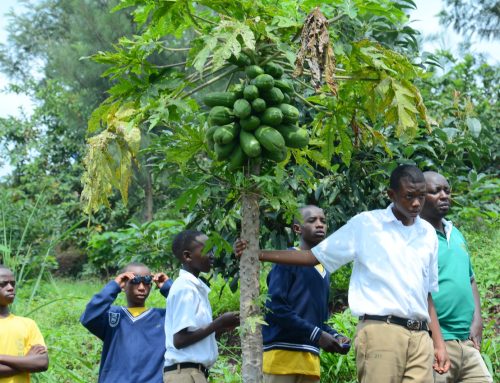 School Gardens as Oasis of Environmental Protection